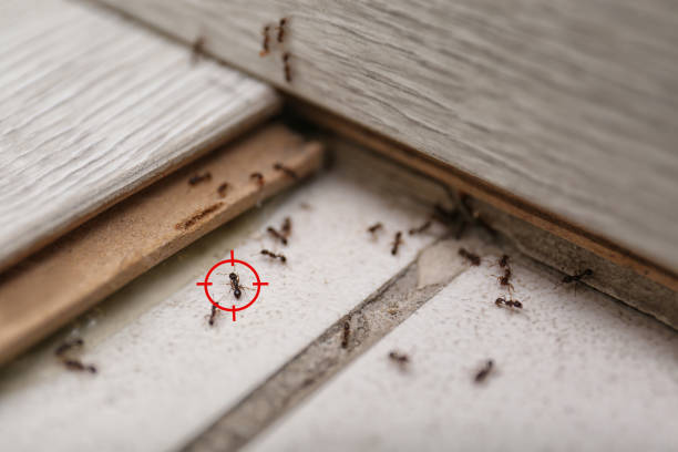 Best Pest Removal Services  in George, IA
