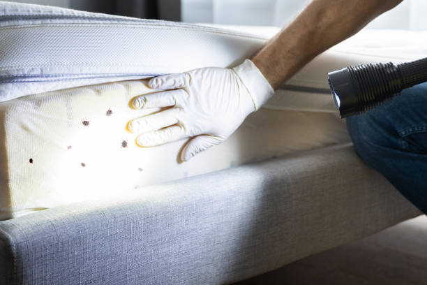 Best Cockroach Control Services  in George, IA