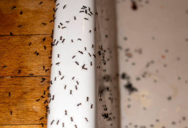 Best Insect Control  in George, IA