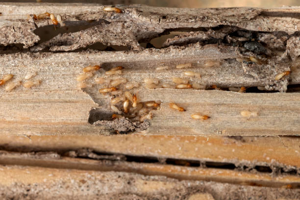 Best Termite Control Services  in George, IA