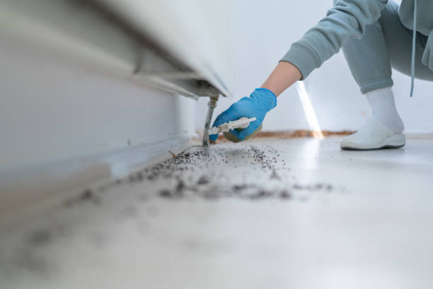 Best Mosquito Control Services  in George, IA