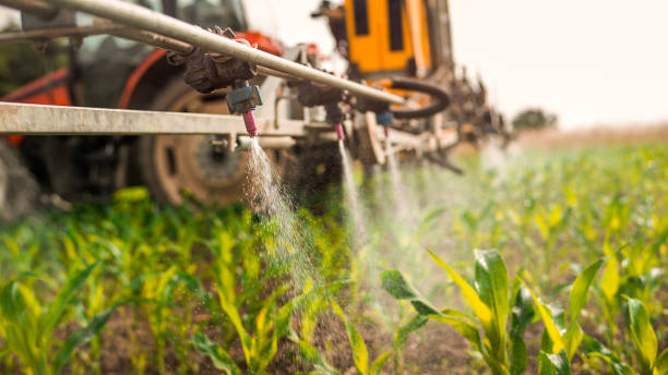 Best Ant Control Services  in George, IA